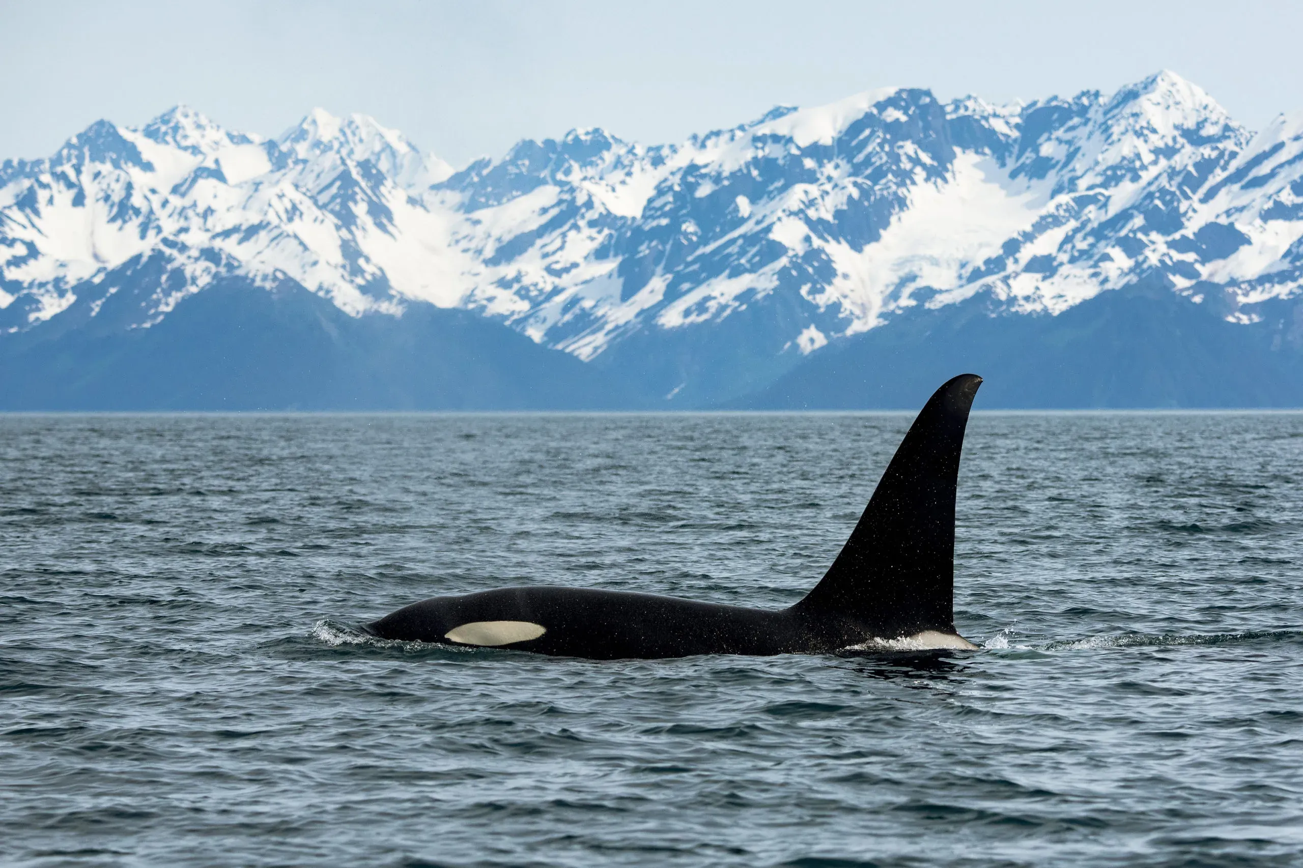 Kenai Peninsula scenery, mountains, water, and wildlife