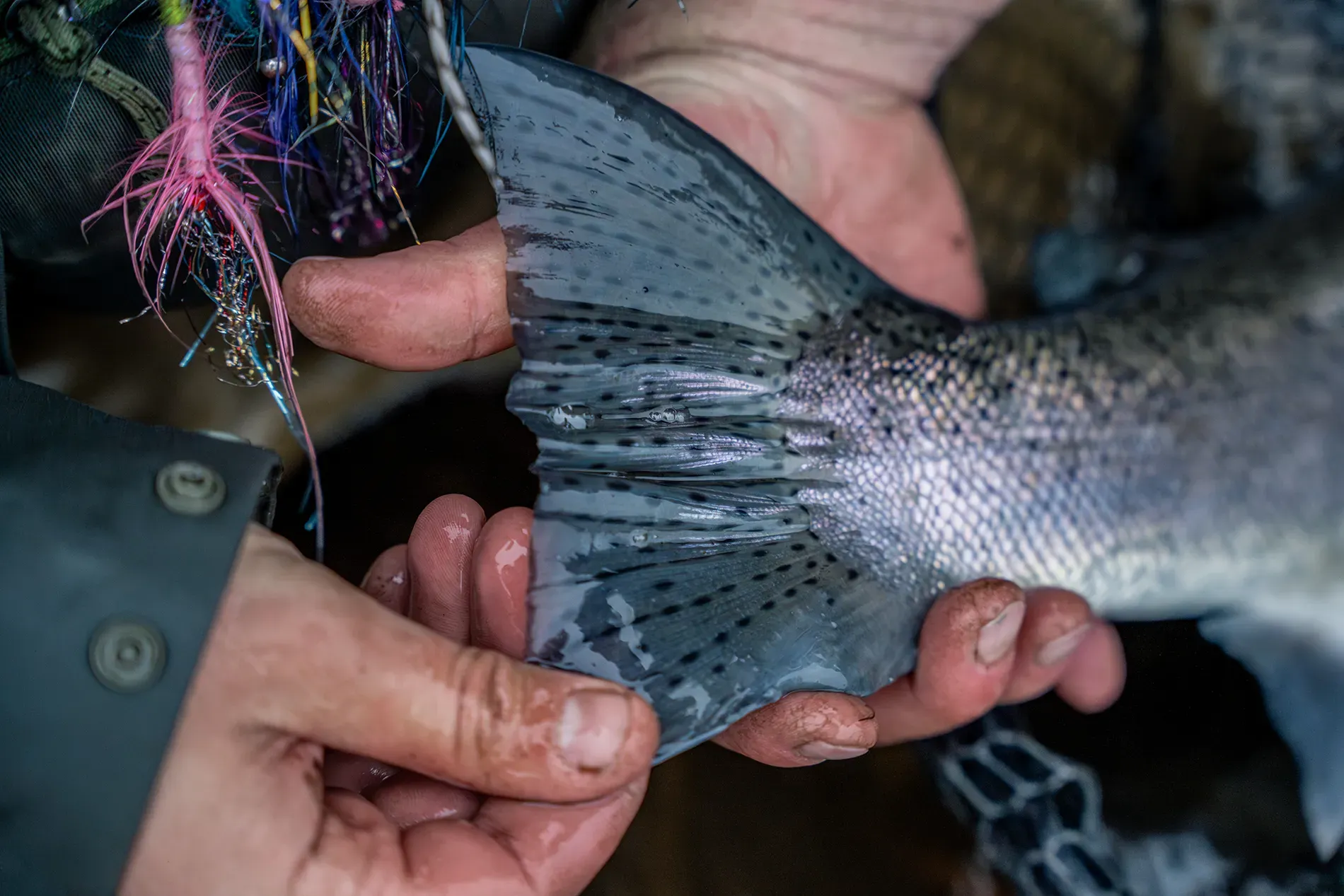 Steelhead tail and fly above the water