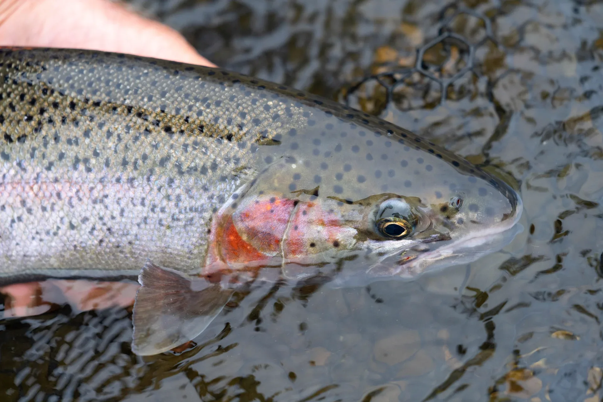 Angler cradling a chrome steelhead beside a tight, intimate run